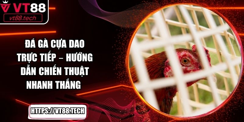 Đá Gà Cựa Dao Trực Tiếp – Hướng Dẫn Chiến Thuật Nhanh Thắng
