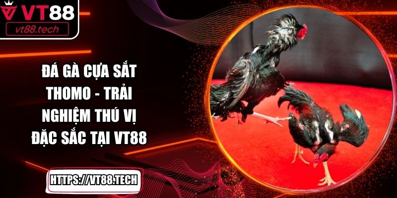 Đá Gà Cựa Sắt Thomo - Trải Nghiệm Thú Vị Đặc Sắc Tại VT88