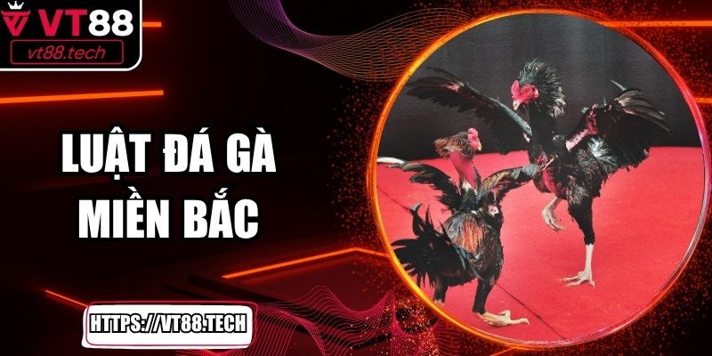 Luật Đá Gà Miền Bắc Tại VT88 Mang Lại Trải Nghiệm Chuẩn