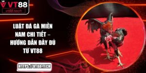 Top 5 Gà Đá Cựa Sắt Hiếm Gặp Khiến Giới Đam Mê Săn Lùng